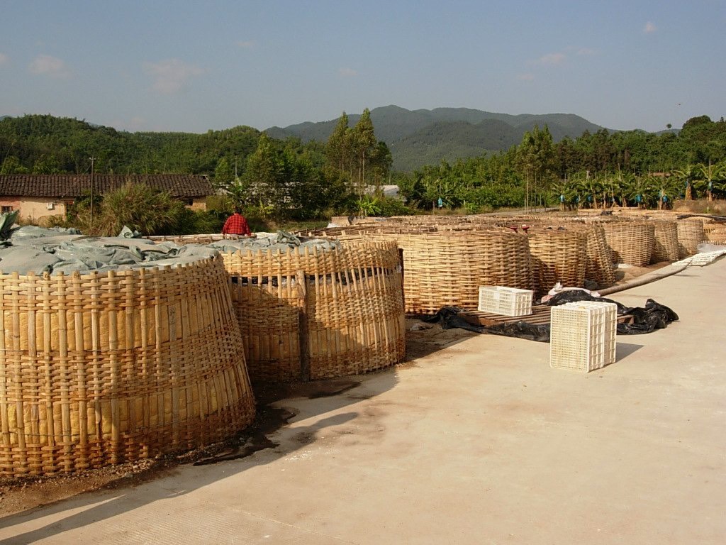丁寧な製法で仕上げる伝統的メンマ加工風景|メンマ屋大門